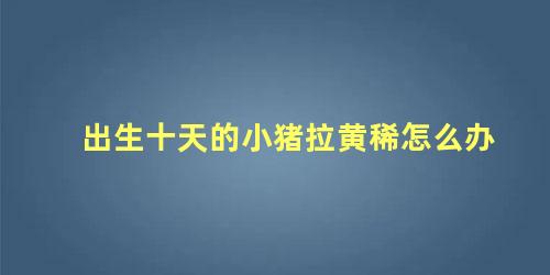 小猪出生十天拉黄痢怎么治(十多天的小猪拉黄稀怎么治疗)